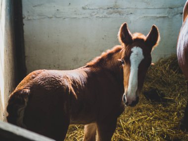 At çiftliğindeki iki haftalık Colt portresi.