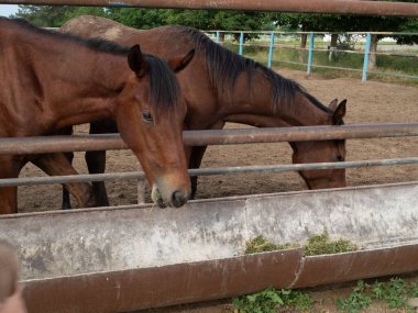Kahverengi atlar at çiftliğinde yeşil çimen yerler.
