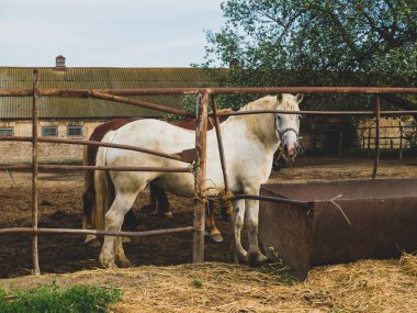 Yazın saman ve yeşil ağaçla at çiftliğinde beyaz at