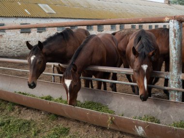Kahverengi atlar at çiftliğinde yeşil çimen yerler.
