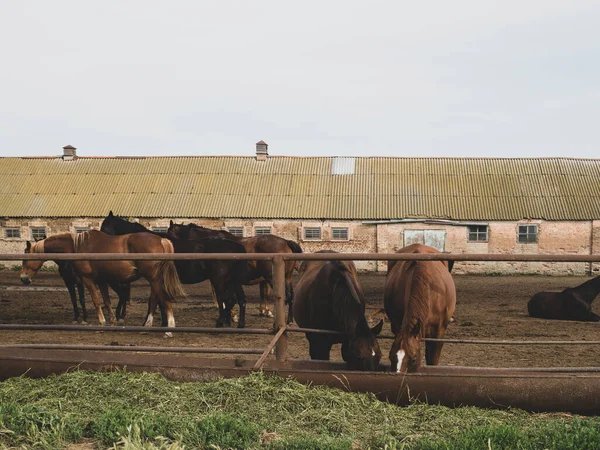 A tenyészbarna lovak zöld füvet esznek a lófarmon. — Stock Fotó