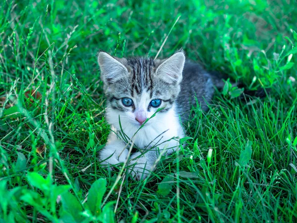 Little cute white and grey kitten with green eyes sits on the grass in summer — Stock Photo, Image