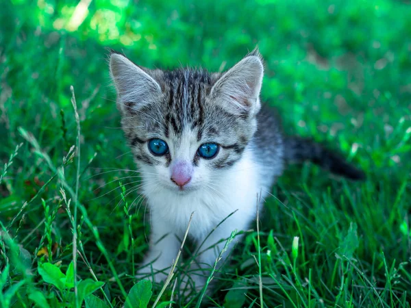 Маленький милий білий і сірий кошеня з зеленими очима сидить на траві влітку — стокове фото
