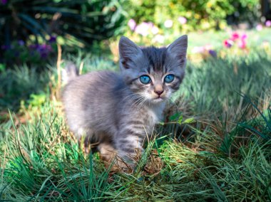 Mavi gözlü küçük gri kedi yavrusunun portresi. Kedi bahar bahçesinde oturur.