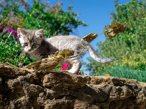Portret van klein grijs katje met blauwe ogen. De kat wandelt in de voorjaarstuin — Stockfoto