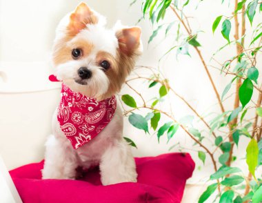 Portrait of the cutest puppy dog biewer Yorkshire terrier with red collar at home on red pillow next to green leaves on white background. Best friend concept clipart