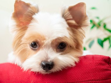 Kırmızı yastıktaki şirin beyaz köpek yavrusu bisikletçi Yorkshire Teriyeri 'nin yakın plan portresi. Ailenin yeni sevimli üyesi küçük köpek gözlerini dikip ödül bekliyor. En iyi arkadaş kavramı