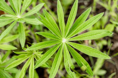Kenevir yaprakları, yazın esrar.