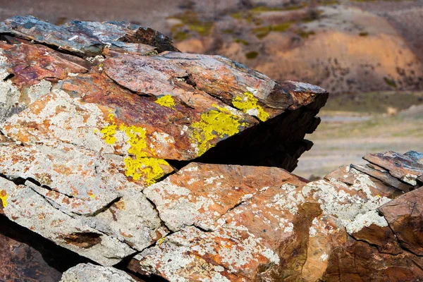 ışık büyüyen sarımsı liken rock gri