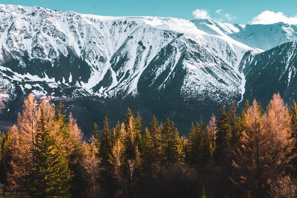 Increíble paisaje con árboles en el fondo de picos nevados de las montañas de Altai — Foto de Stock