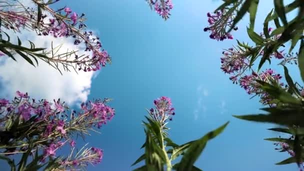 Ivan-Tee, Kiprei, Epilobium, Kräutertee auf dem Feld, Nahaufnahme — Stockvideo