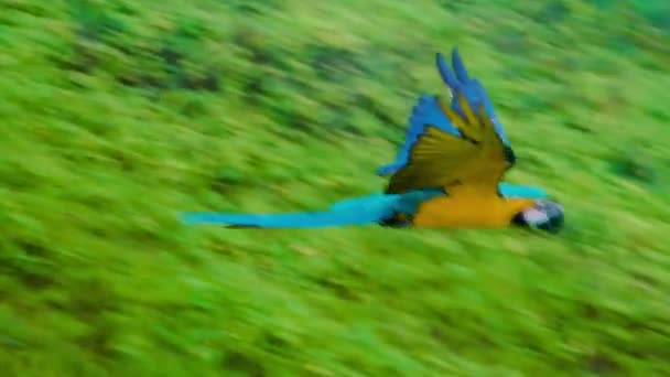 Colorido loro volador en el paisaje tropical — Vídeos de Stock