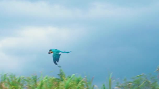 Färgglada flygande papegoja i tropiskt landskap — Stockvideo