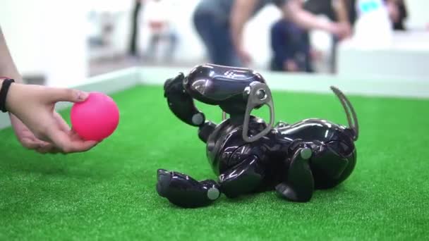 Dívka si hraje s robotem v podobě psa na výstavě — Stock video