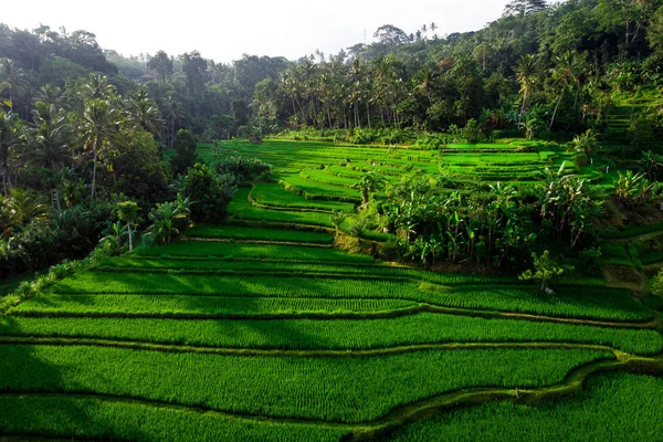 Letecký pohled na zelené louky zelené rýžové a kukuřičné pole v Bali, Indonésie — Stock fotografie