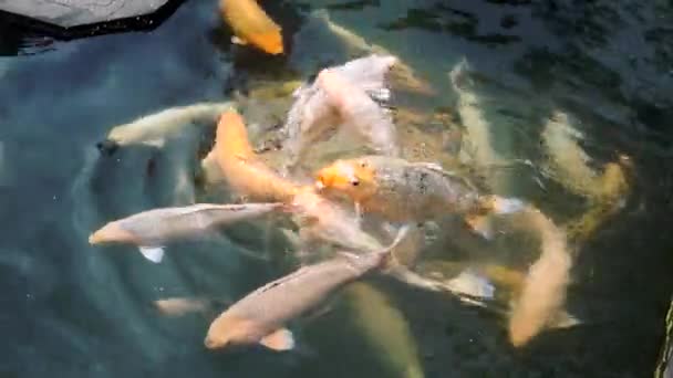 Риба кої в ставку — стокове відео