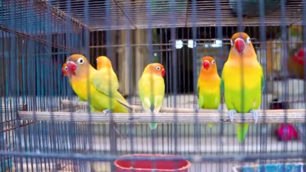 Turteltäubchen Papageien in Zelle. Bunte Vögel auf dem Heimtiermarkt. — Stockvideo