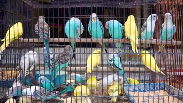 Loros tortolitos en la celda. Coloridas aves en el mercado de mascotas . — Vídeo de stock