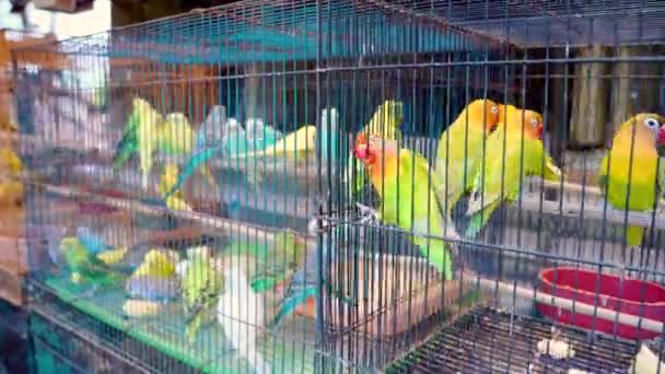 Loros tortolitos en la celda. Coloridas aves en el mercado de mascotas . — Vídeo de stock