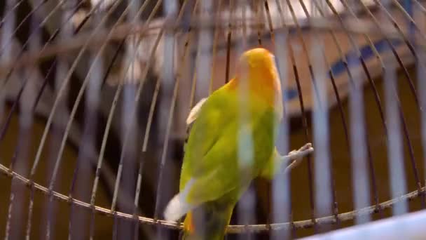 Turturduvor papegojor i cell. Färgglada fåglar i sällskapsdjur marknaden. — Stockvideo
