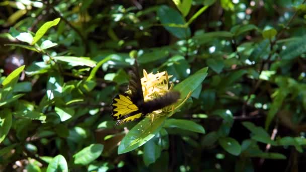 Zwarte en gele vlinder op groene bloem — Stockvideo