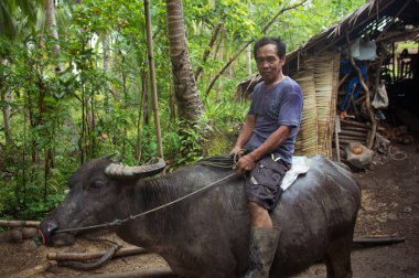 Siargao, Filipinler - 18 Mart 2016: Kimliği belirsiz Filipinli bir adam bir carabao'ya biniyor. Filipinler yerel hinterland sıkı çalışma