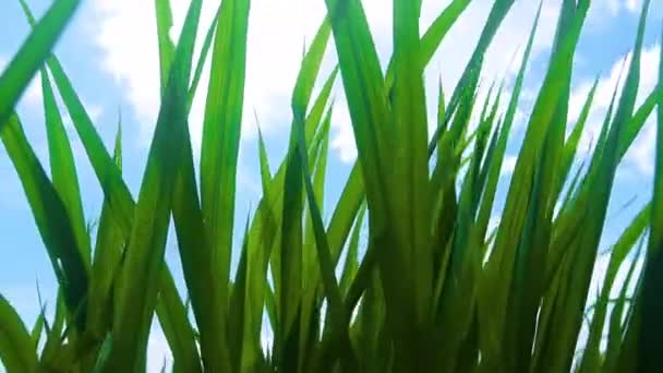 Зелена трава і сонце, концепція захисту навколишнього середовища — стокове відео