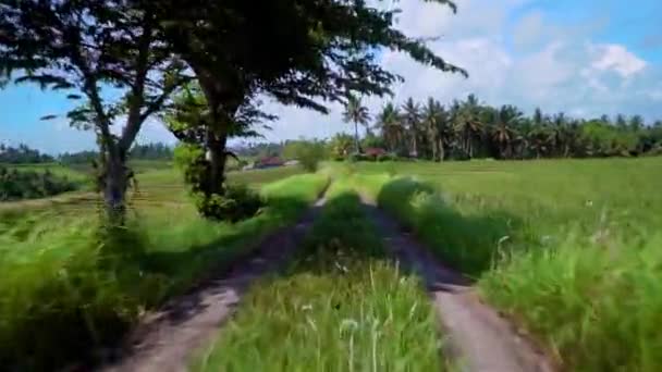 A câmera voa na estrada com uma vista maravilhosa dos campos de arroz de palmeiras e grama. Indonésia, Bali — Vídeo de Stock
