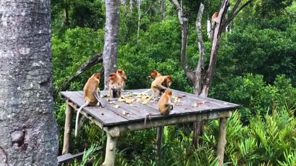 Proboscis monkeys endemic of Borneo island in Malaysia — Stock Video