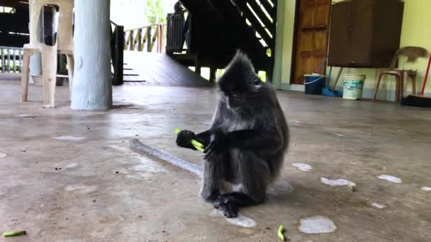 Vom Aussterben bedrohte Blattsilberaffen oder silbrig lutung, trachypithecus cristatus. auch bekannt als versilbertes Blatt oder silbriger Langur — Stockvideo