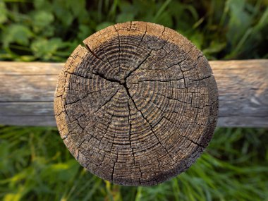 Zamanla çatlaklarla yaşlanan ahşap çember. Çit gövdesi. Doğa konsepti