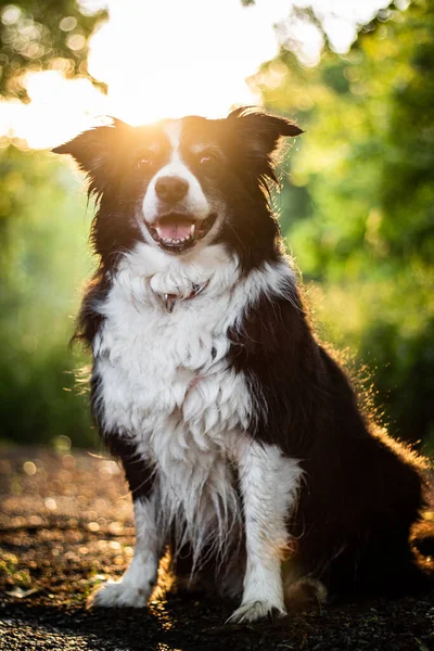 Sunset portrait of amazing healthy and happy young black and white border collie — Stock Photo, Image