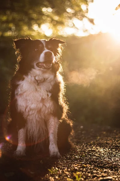 Zachód słońca portret niesamowite zdrowe i szczęśliwe młody czarny i biały obwódka collie — Zdjęcie stockowe