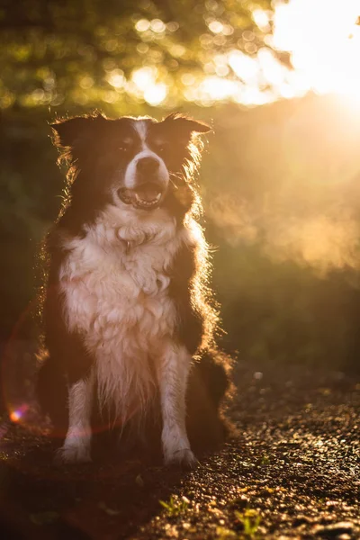 Sunset portrait of amazing healthy and happy young black and white border collie — Stock Photo, Image