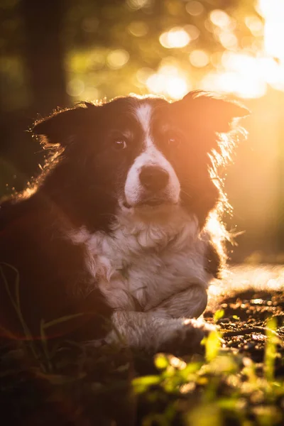 Piękne collie graniczne leżące w trawie o zachodzie słońca — Zdjęcie stockowe