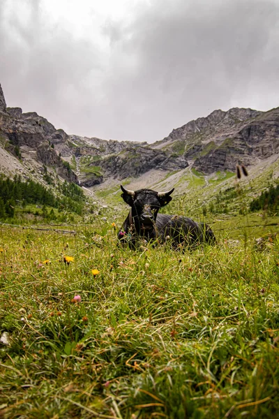 Коричневые и черные швейцарские коровы на горных пастбищах Швейцарии — стоковое фото