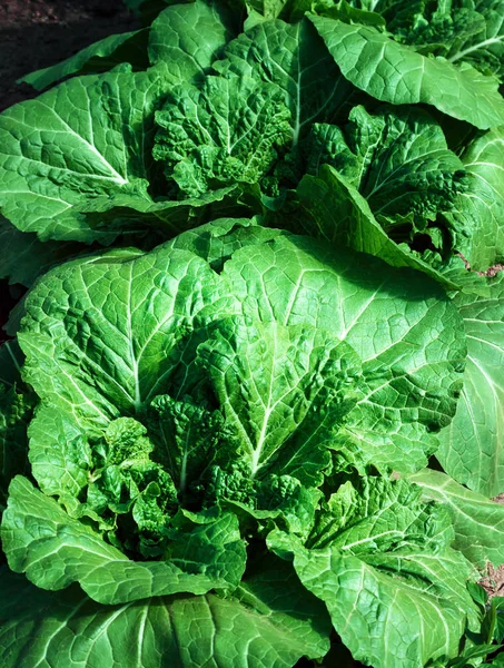 Chinese Cabbage Closeup Bed Garden — Stock Photo, Image
