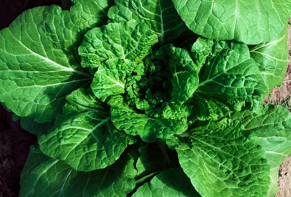 Chinese Cabbage Closeup Bed Garden — Stock Photo, Image