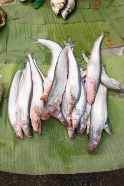 Balık lehimlemek içinde çarşı, Luang Prabang Pazar, demokratik Lao Halk Cumhuriyeti.