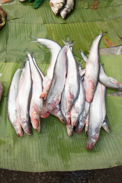 Balık lehimlemek içinde çarşı, Luang Prabang Pazar, demokratik Lao Halk Cumhuriyeti.