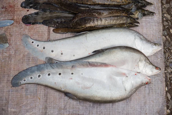 Fisk Som Säljs Marknaden Luang Prabang Marknaden Den Demokratiska Folkrepubliken — Stockfoto