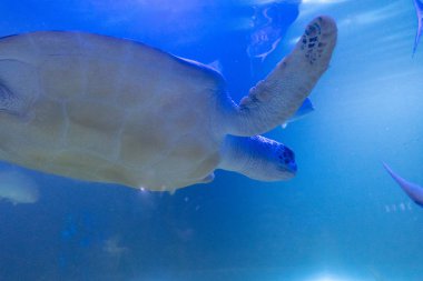 Deniz Kaplumbağası. Şahin Gagalı Kaplumbağa. Eretmochelys imbricata. Yakın çekim.