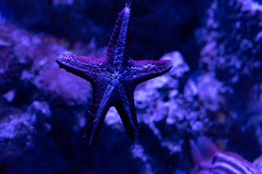 Güzel kızıl deniz balığı. Deniz arka planı. Akvaryum.