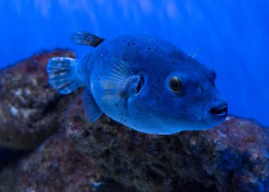 Balık son derece zehirli, ama buna rağmen ya da belki de bu nedenle, Japonya'da bir incelik olarak kabul edilir.