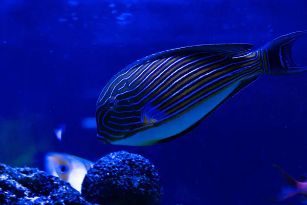 Güzel kızıl deniz balığı. Deniz arka planı. Akvaryum.