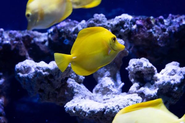 Beautiful red sea fish. Marine background. Aquarium. — Stock Photo, Image