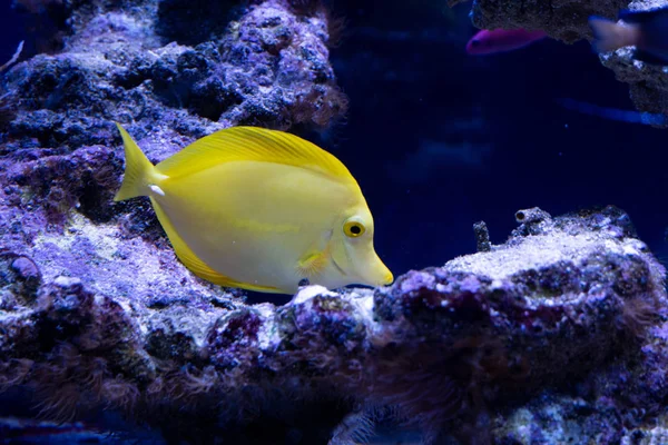 Güzel kızıl deniz balığı. Deniz arka planı. Akvaryum.