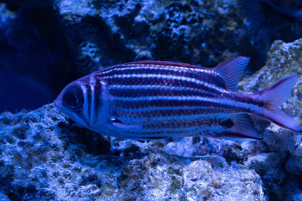 Güzel kızıl deniz balığı. Deniz arka planı. Akvaryum.