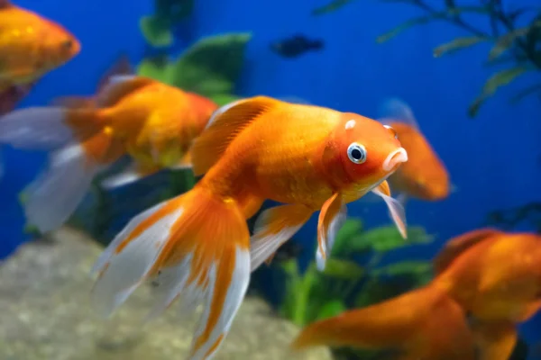 Lot de poissons rouges dans aquarium réservoir sur fond bleu — Photo