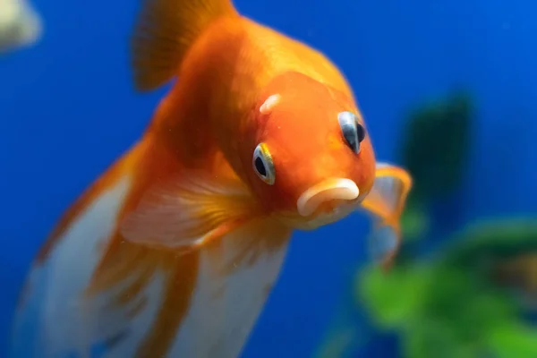 Mavi Arka Plan Karşı Akvaryum Tank Goldfish Lot